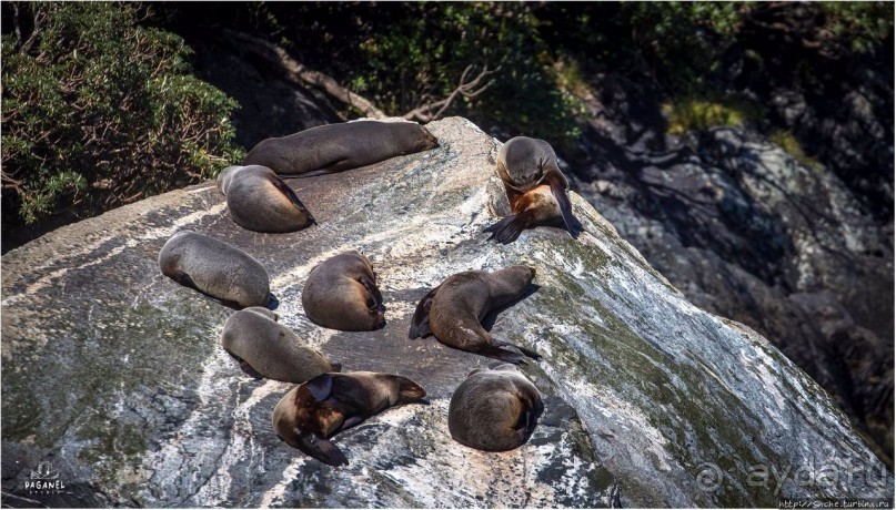 С севера на юг... Новая Зеландия с "Паганелями"
