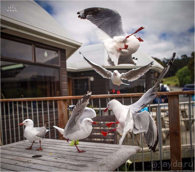 С севера на юг... Новая Зеландия с "Паганелями"
