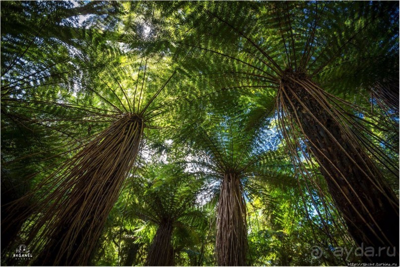 С севера на юг... Новая Зеландия с "Паганелями"