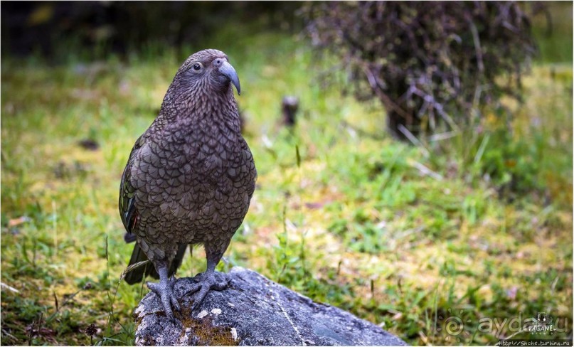 С севера на юг... Новая Зеландия с "Паганелями"
