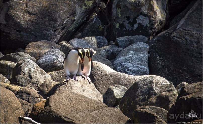 С севера на юг... Новая Зеландия с "Паганелями"