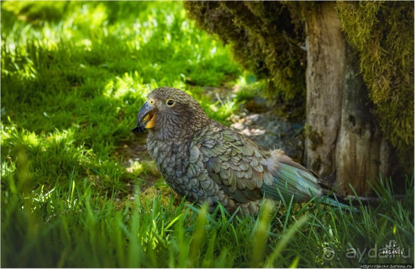 С севера на юг... Новая Зеландия с "Паганелями"