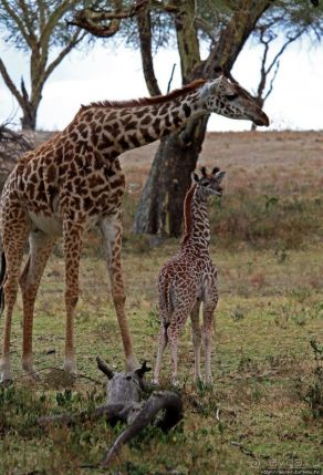 Милота... Папа, мама, я — длинношеяя семья 