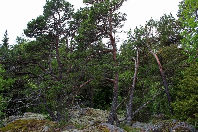 Brännklintstornet — башня, "сожженная на утесе"