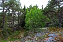 Brännklintstornet — башня, "сожженная на утесе"