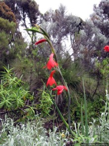 Природа вулкана Меру