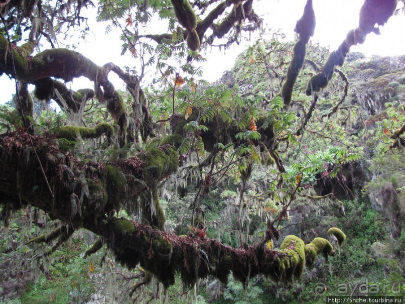 Природа вулкана Меру