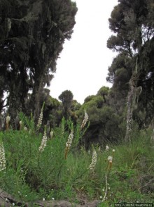 Природа вулкана Меру