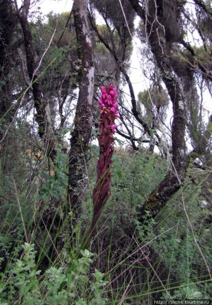 Природа вулкана Меру