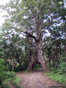 Природа вулкана Меру