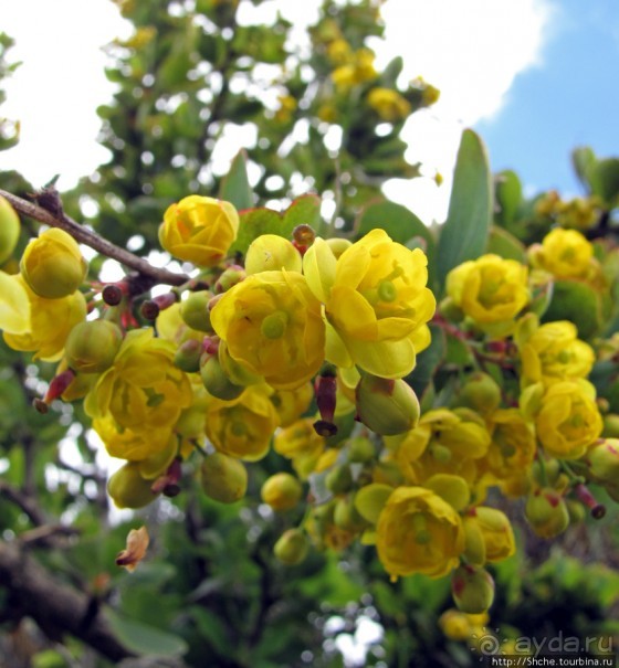 Природа вулкана Меру