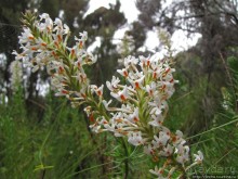 Природа вулкана Меру