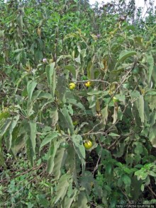 Природа вулкана Меру