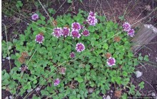 Природа вулкана Меру