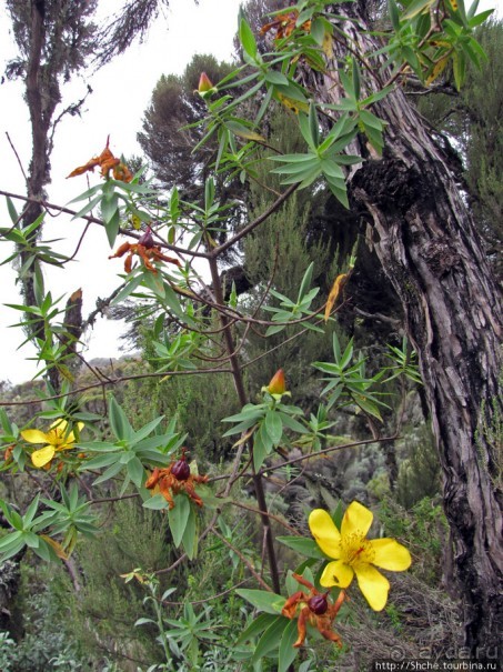 Природа вулкана Меру