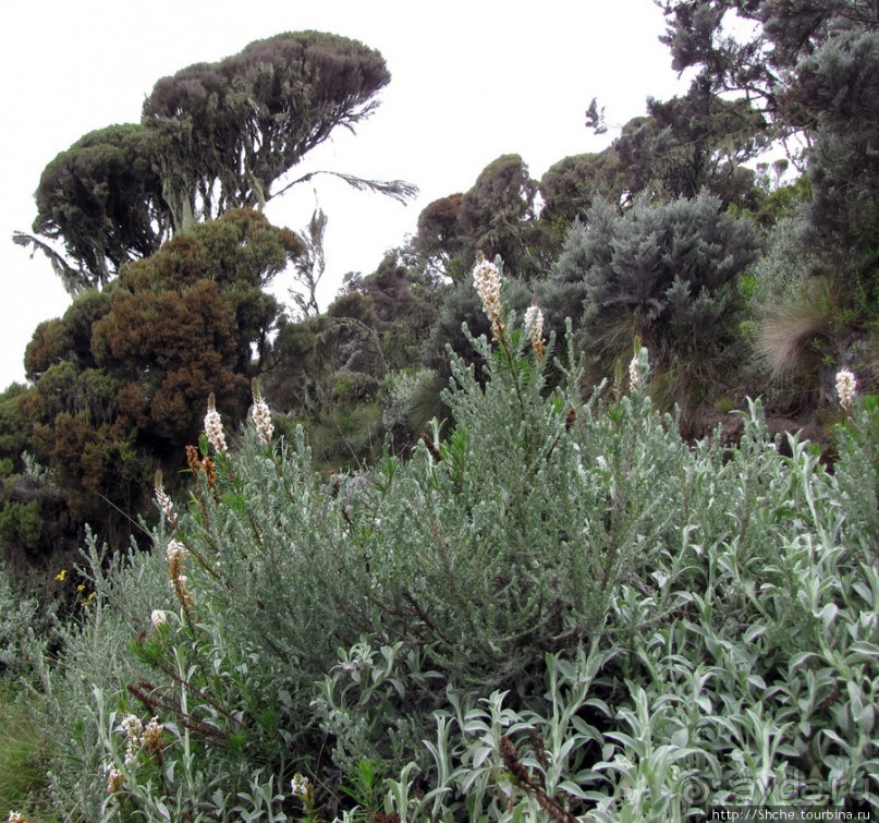 Природа вулкана Меру