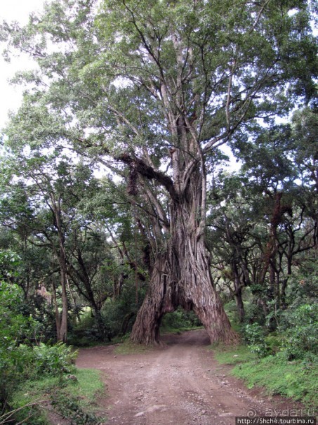 Природа вулкана Меру