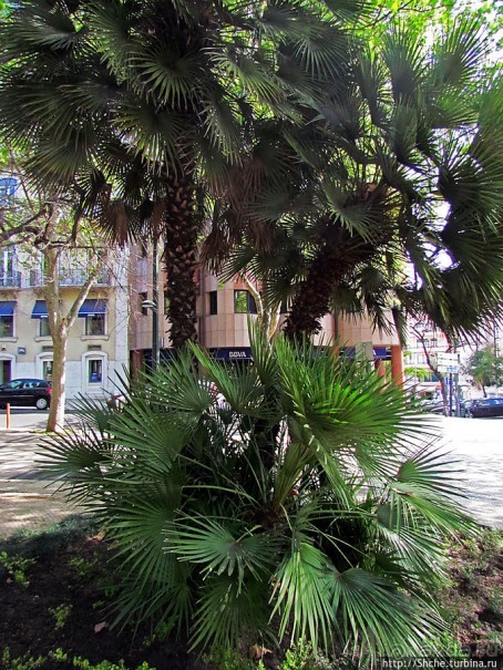 Avenida da Liberdade — гламурный бульвар в Лиссабоне