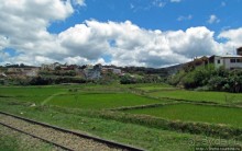 Мураманга и Мандзакандриана. Найдите отличия-Мандзакандриана