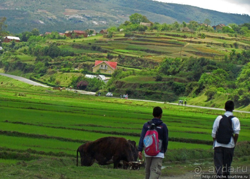 Мураманга и Мандзакандриана. Найдите отличия-Мандзакандриана