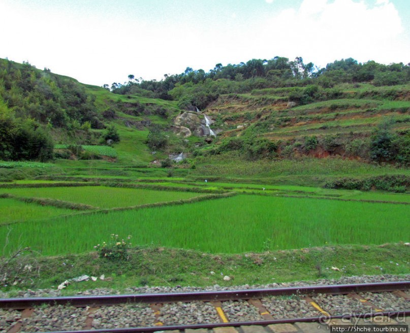 Мураманга и Мандзакандриана. Найдите отличия-Мандзакандриана