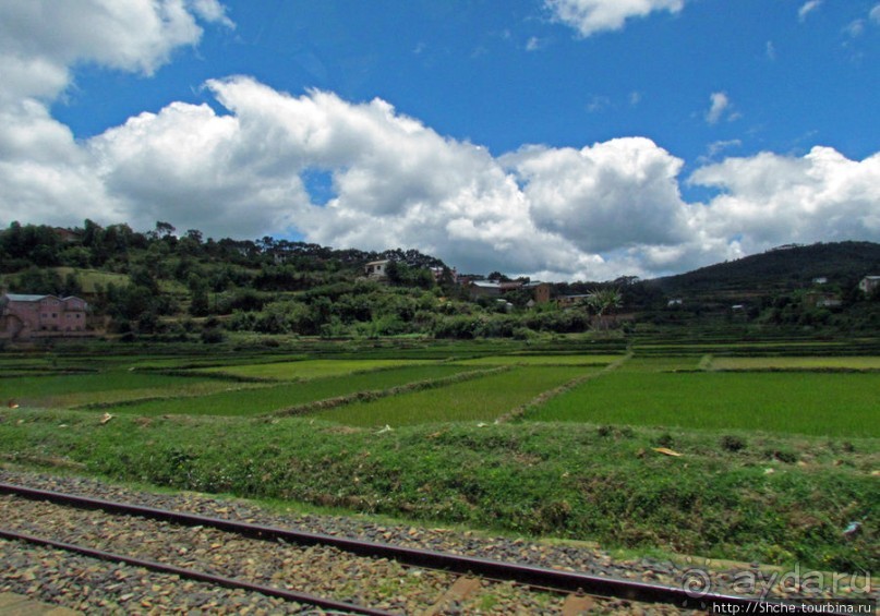 Мураманга и Мандзакандриана. Найдите отличия-Мандзакандриана