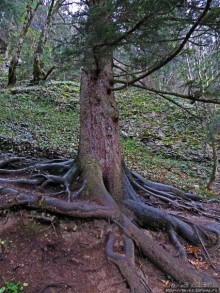Граненый стакан, вынутый из морозилки — нац. парк Алтындере