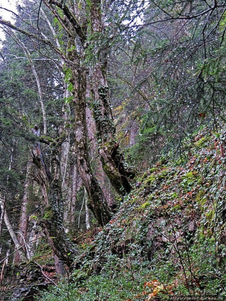 Граненый стакан, вынутый из морозилки — нац. парк Алтындере