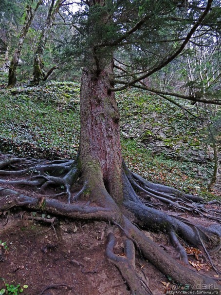 Граненый стакан, вынутый из морозилки — нац. парк Алтындере