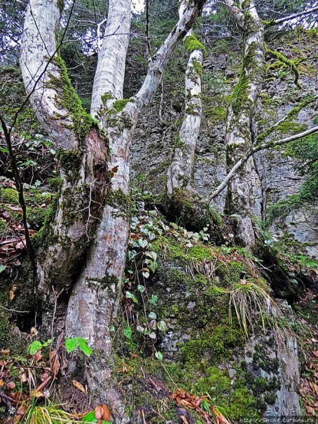 Граненый стакан, вынутый из морозилки — нац. парк Алтындере