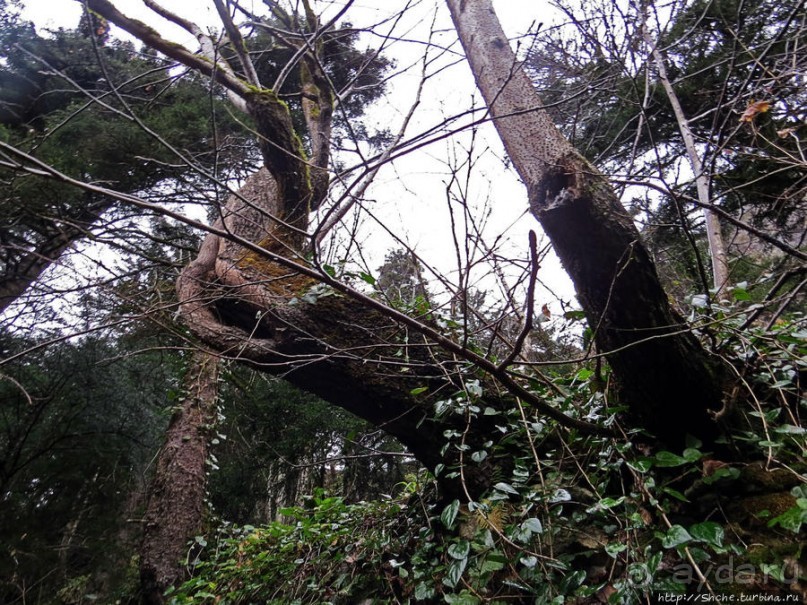 Граненый стакан, вынутый из морозилки — нац. парк Алтындере