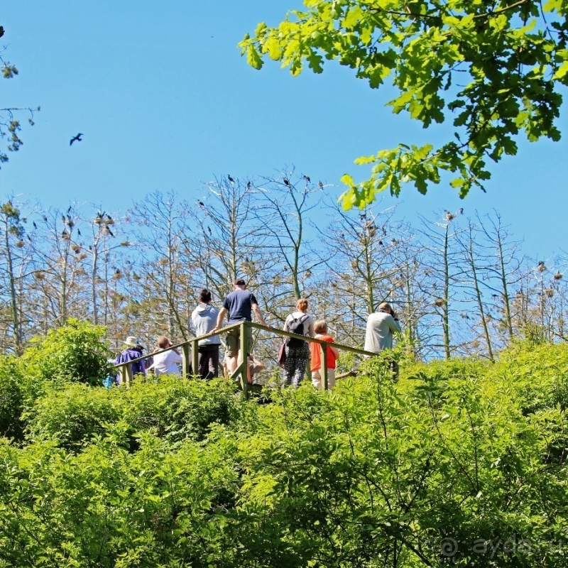 Гнездовья бакланов