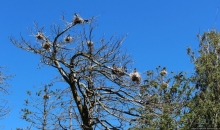 Гнездовья бакланов