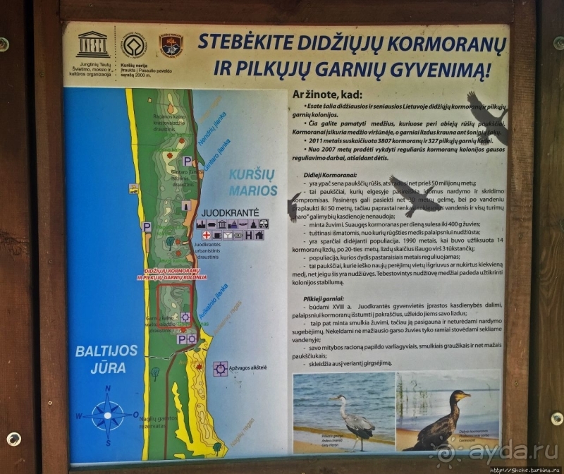 Гнездовья бакланов