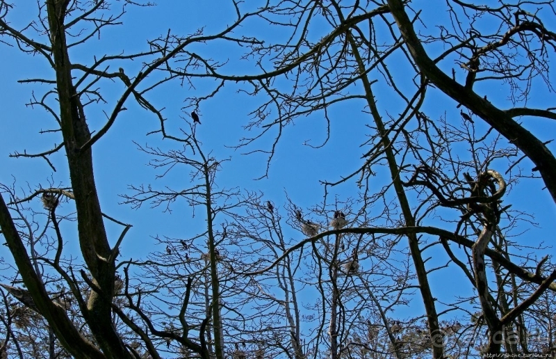 Гнездовья бакланов