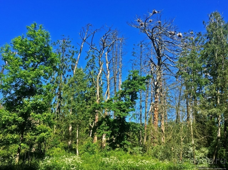 Гнездовья бакланов