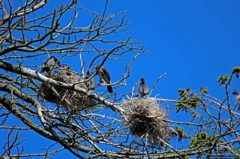 Гнездовья бакланов