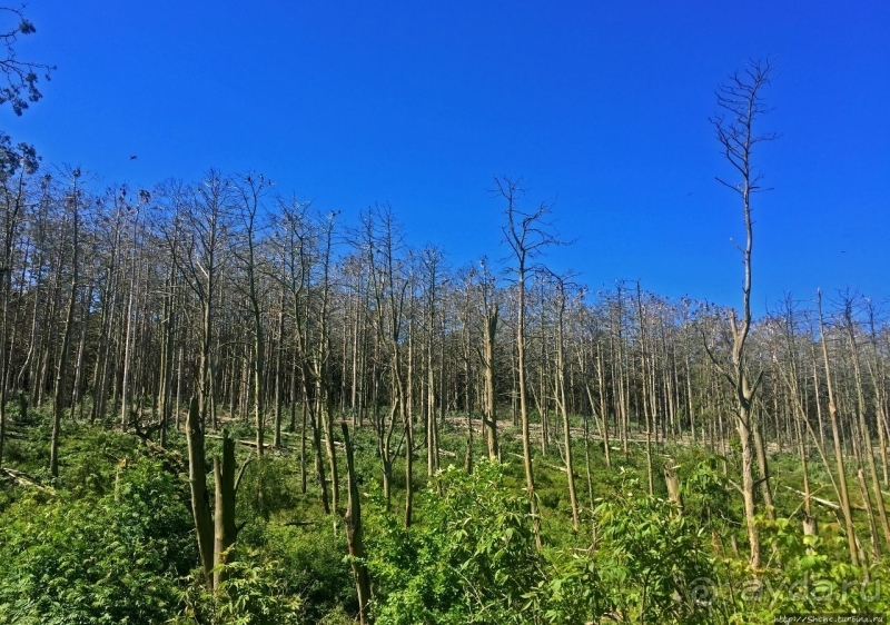 Гнездовья бакланов