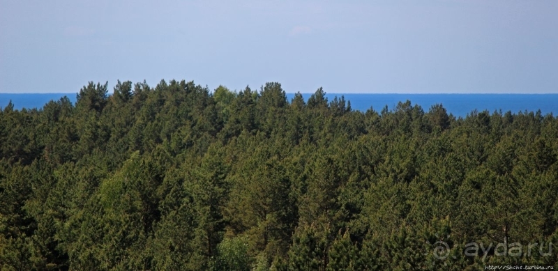 Гнездовья бакланов