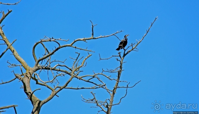 Гнездовья бакланов