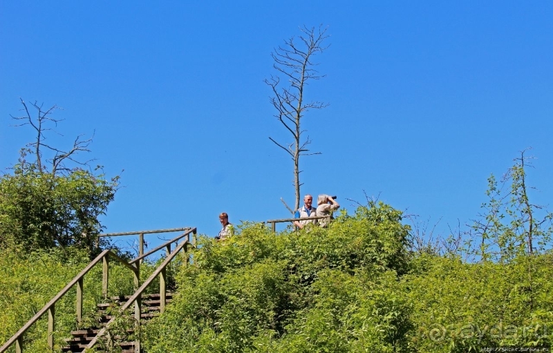 Гнездовья бакланов