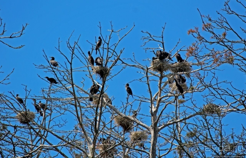 Гнездовья бакланов
