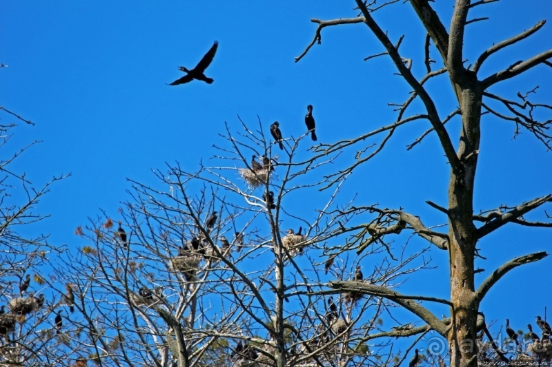 Гнездовья бакланов