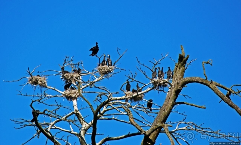 Гнездовья бакланов