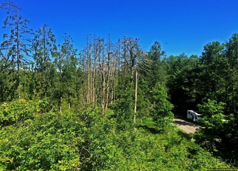 Гнездовья бакланов