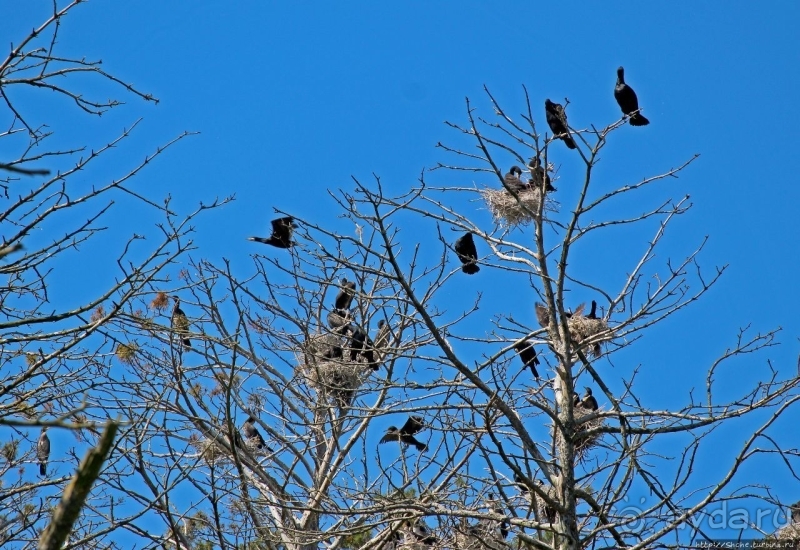 Гнездовья бакланов