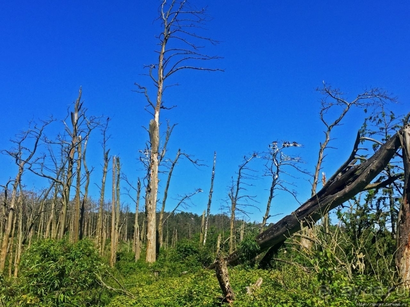 Гнездовья бакланов