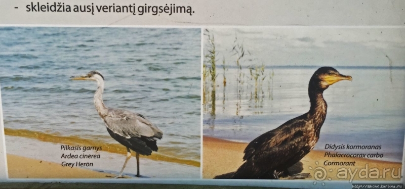 Гнездовья бакланов