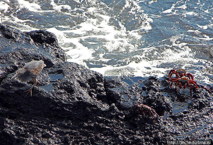 Полудикий пляж "у станции" — позагорать рядом с игуанами