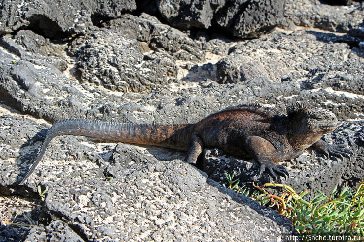 Полудикий пляж "у станции" — позагорать рядом с игуанами